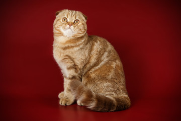 Scottish fold shorthair cat on colored backgrounds