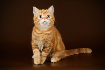 Scottish straight shorthair cat on colored backgrounds