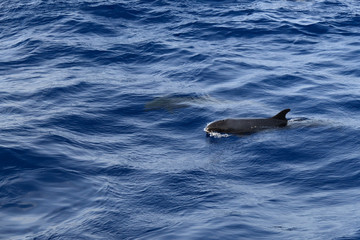 the grind's family of black dolphins in the open ocean