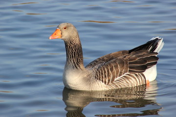 Graugans auf einem See