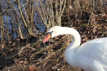 H&ouml;ckerschwan am Ufer