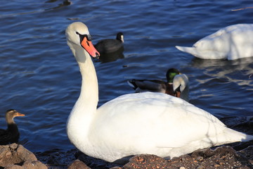 Schwan, Blässhuhn und Ente auf einem See
