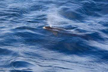 Naklejka premium the black dolphin in the open ocean releases a fountain of water during exhalation