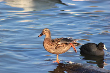 Weibliche Stockente (Anas platyrhynchos)