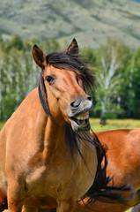 Obraz premium Ural mountains, summer. In the fields and mountains near villages, walking horse