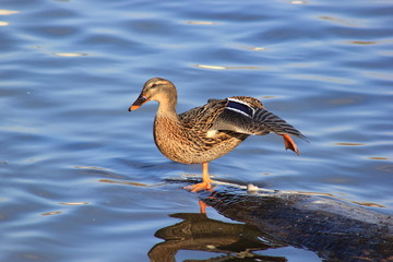 Weibliche Stockente bei der Gefiederpflege