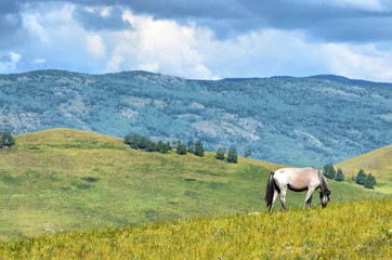 Obraz premium Ural mountains, summer. In the fields and mountains near villages, walking horse