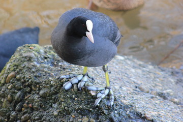 Blässhuhn am Ufer eines Sees