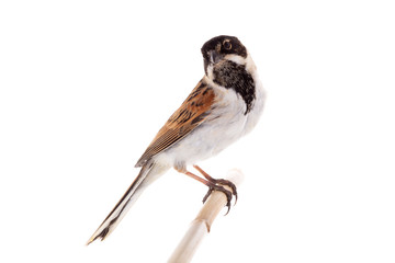 reed bunting
