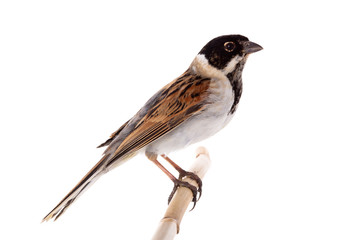 reed bunting