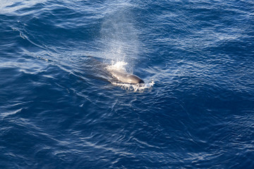 the black dolphin in the open ocean releases a fountain of water during exhalation