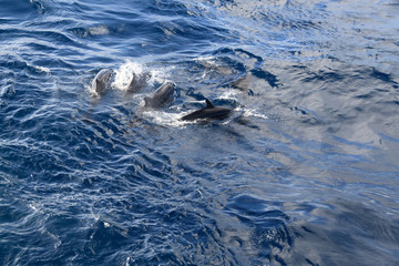 the grind's family of black dolphins in the open ocean