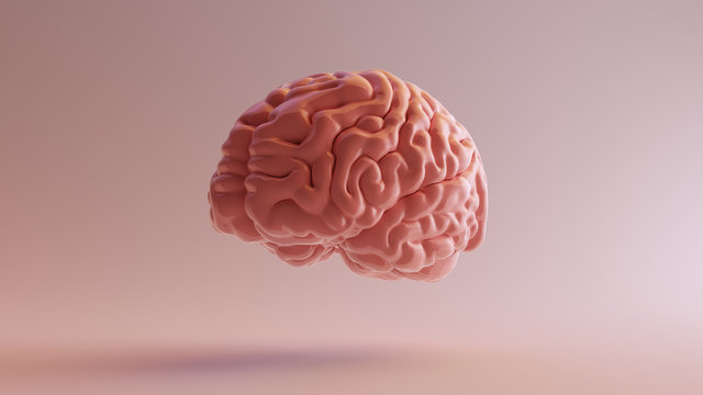 Pink Porcelain Anatomical Brain Front Left 3d illustration 3d render