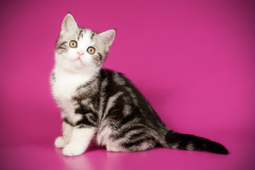 Scottish straight shorthair cat on colored backgrounds