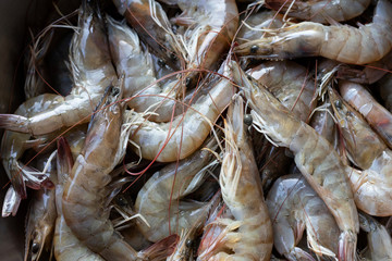 Fresh shrimp from freshwater