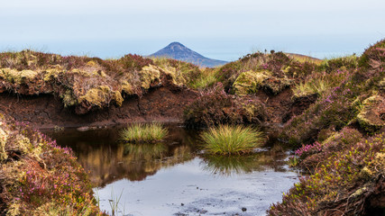 Fototapeta na wymiar Bog marsh, covered with green grass and purple heather and a large puddle created after the rain, reflecting the sky on Tonduff Mountain peak, in Wicklow Mountains, Ireland.