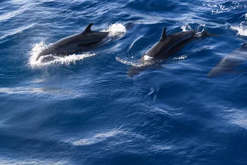Zelfklevend Fotobehang the grind's family of black dolphins in the open ocean © Uladzimir
