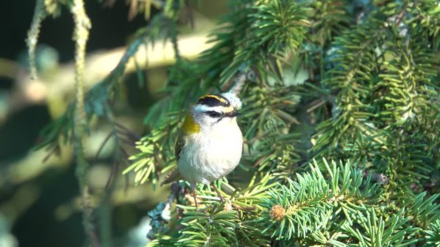 Sommergoldh&auml;hnchen (Regulus ignicapilla)
