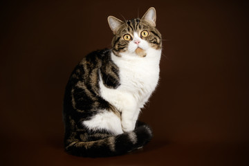 Scottish straight shorthair cat on colored backgrounds
