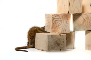 Rat and wooden cubes.