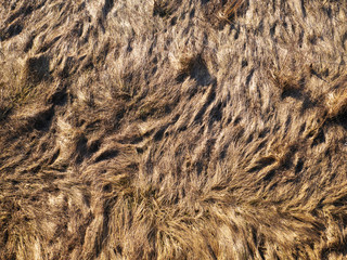texture of dry grass from top view