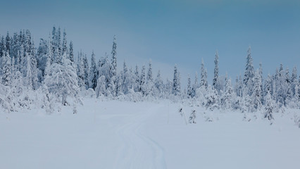 Panorama of winter snowy landscape with forest and mountain, Paanajärvi, Karelia, Russia