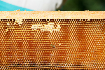 close up of bees on honeycomb in apiary