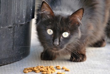 Chat