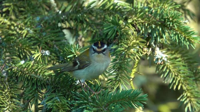 Sommergoldh&auml;hnchen (Regulus ignicapilla)