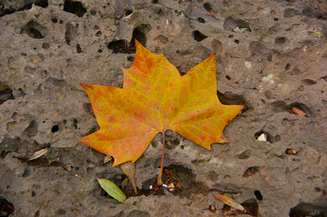 fallen leaf on the stone