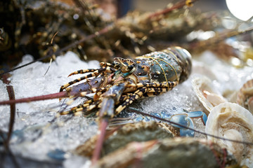 Street market showcase with green lobster in Thailand