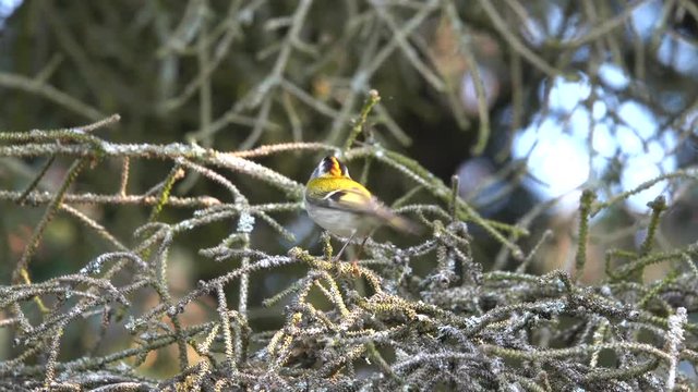 Sommergoldh&auml;hnchen (Regulus ignicapilla)