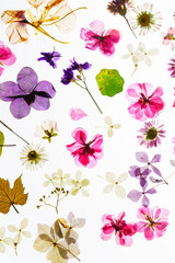 colorful dry flowers