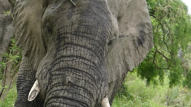 Elefant