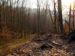 Obraz premium Very beautiful road in the forest. Trail in the forest. Forest without leaves