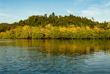 Mangrove forests on Togean islands