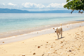 Fototapeta na wymiar Dog on a beach in Bunaken National National Park, Sulawesi, Indonesia