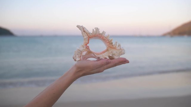 Close up of young woman hand holding big shell on the beach.