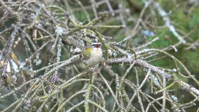 Sommergoldh&auml;hnchen (Regulus ignicapilla)