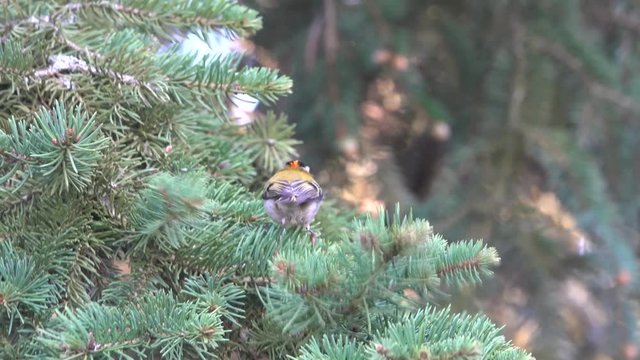 Sommergoldh&auml;hnchen (Regulus ignicapilla)