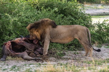 The Savuti North Pride lions roam in the Chobe National Park Botswana.