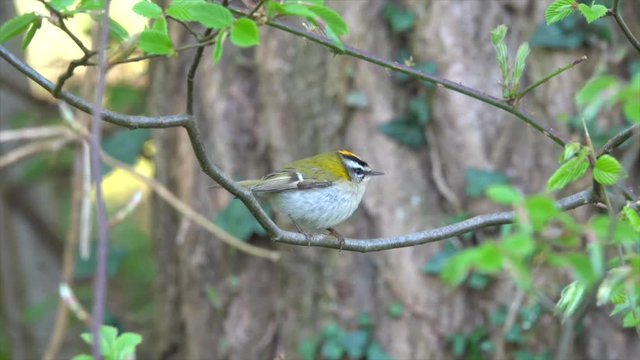 Sommergoldh&auml;hnchen (Regulus ignicapilla)