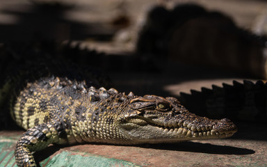 Closeup baby crocodile