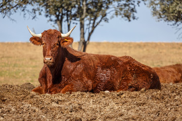 Buey tumbado. Jimenez de Jamuz, Leon, España.