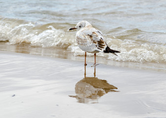 Lonely seagull on the sand of Jurmala beach 