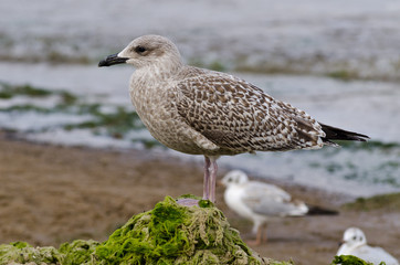 Young seagull standing on algae hill at Jurmala beach