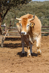 Buey en movimiento. Jimenez de Jamuz, Leon, España.