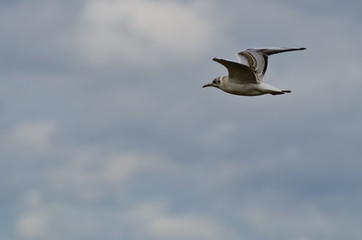 Lonely seagull flying in the sky