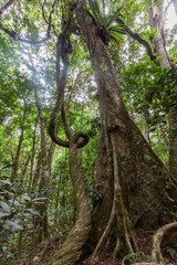 Fototapeta premium Lianas and strangler fig in wild rainforest in Australia