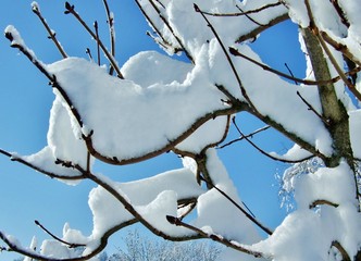 Schneemasse auf dünnem Zweig